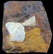 Fossil Ginkgo Leaves From North Dakota - Paleocene #58991-1